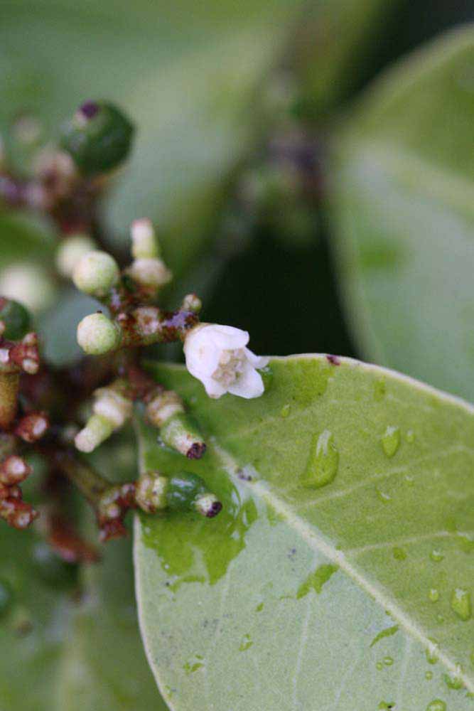              Flower (Riverside, CA)       